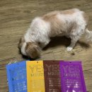 강남펫스타일 이미지