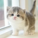 울산 고양이분양 미유펫 이미지