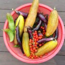 새참농장 이미지