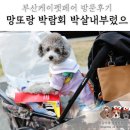 부산케이펫페어 방문후기 : 망또랑 박람회 박살내부렀으