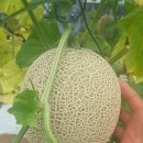 용마 농장 이미지