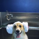 강아지미용실 이미지