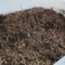 로즈마리 정원 이미지