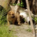 똥강아지 이미지