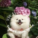 도그몽 | 우리집 귀여운 강아지와 함께 돈을 벌 수 있는 방법 7가지