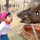 바바 이미지