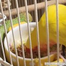 마이트릿 | 버디스파이 CBG햄프오일 리뷰 🌱