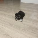 보드레도그 이미지