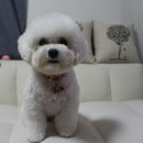 몽글몽글 Daum카페