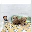 광주강아지분양 애견분양 마마스미독 광주점 이미지