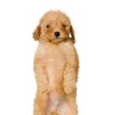 21세기동물병원 이미지