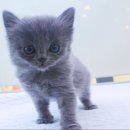 블루&펫 이미지