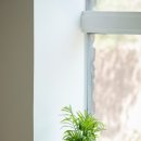 반려식물(홈가드닝) 이미지