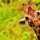 안녕 기린 이미지