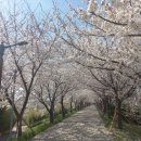 강서 낙동강30리 벚꽃축제(2025년) 이미지