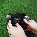 오늘도 귀엽개 이미지