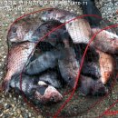 대부도바다낚시터 2025년 10월 3일 개천절 자바리 참돔 돗돔 돌돔 점성어등 조황 이미지