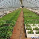 송씨네농장 이미지
