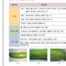 애호박 이미지