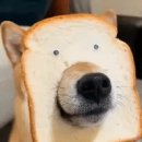 다연농장 이미지