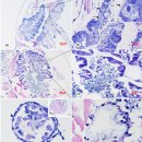 Translucent post-larvae disease (TPD)의 원인 Vibrio parahemolyticus 이미지