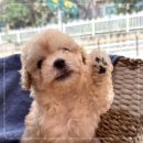 동행 애견 돌봄 센터 김포점 이미지