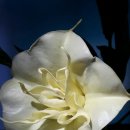 농부의딸 이미지