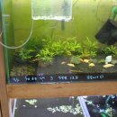 킹콩아쿠아 이미지