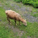 돼지우리(서산점) | 아빠 투병기 &amp; 여행