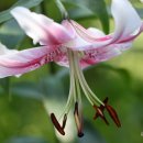 향기꽃방 이미지