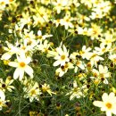 해송다방 이미지