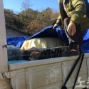 청주시 반려동물보호센터 이미지