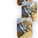 멍스럽개 이미지