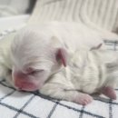 Coton4u 네이버블로그