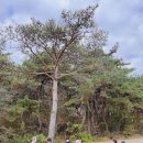 [개구리놀이학교]🌲솔방울 관찰하기와 축구공 놀이⚽️ 이미지