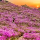 제29회 비슬산 참꽃 문화제 케이에스피뉴스
