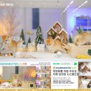 우리집막내 | 군산고양이분양 후기 우리집 막내 고양이와의 첫만남