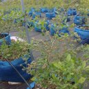 토우 농장 이미지