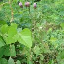 이상한 식물나라 이미지