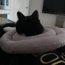 4u동물메디컬센타 이미지