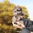 내 품안의 반려견(강서점) 이미지