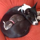 개와 고양이 이미지