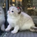 마포 요미독앤캣 강아지분양 고양이분양 이미지