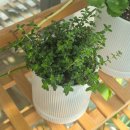 초보식물 집사들을 위한 홈가드닝 | 파주 조인폴리아｜봄맞이 식테리어, 식집사라면 꼭 가봐야 할 서울 근교 식물입양 성지 방문기