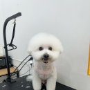 댕댕이 이발소 이미지