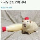 강예지