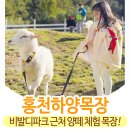 목동목장 | 홍천 비발디파크 근교 아이랑 가볼 만한 곳 하양목장 솔직 방문 후기