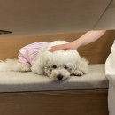 메르시에케이크