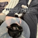 고양이미용&호텔 냥집사 이미지