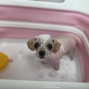 요미요미 강아지미용실 이미지